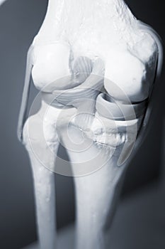 Knee joint meniscus tendon model