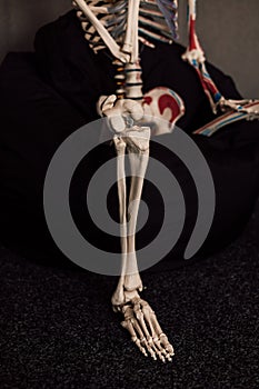 Knee joint on the skeleton. Sample for studying the structure of the bones of the leg