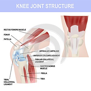 Knee joint structure, vector illustration, medical poster and teaching materials