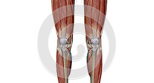 The knee is the largest and most complex joint in the body, holding together the thigh bone, shin bone, fibula