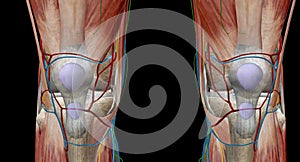 The knee is the largest and most complex joint in the body, holding together the thigh bone, shin bone, fibula