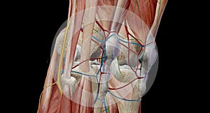 The knee is the largest and most complex joint in the body, holding together the thigh bone, shin bone, fibula