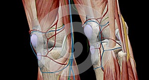 The knee is the largest and most complex joint in the body, holding together the thigh bone, shin bone, fibula