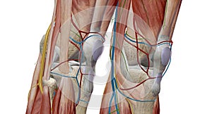 The knee is the largest and most complex joint in the body, holding together the thigh bone, shin bone, fibula