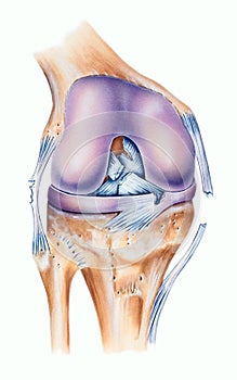 Knee - Ligament Tears