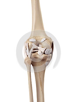 The knee ligaments
