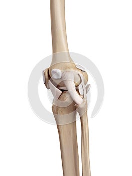 The knee ligaments