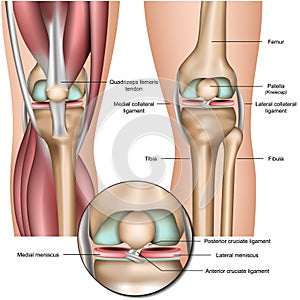 Knee and meniscus anatomy medical  illustration isolated on white background