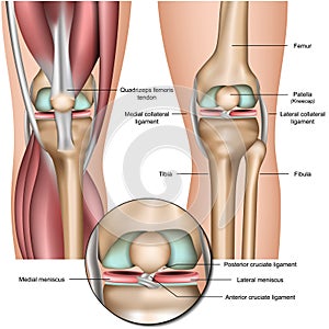 Knee and meniscus anatomy medical  illustration isolated on white background photo