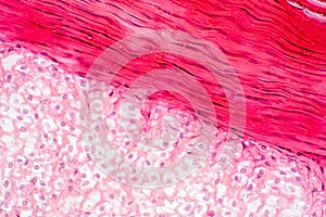 Knee muscle, Tendon and Cartilage tissue anatomy