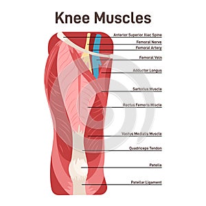 Knee muscles. Front view didactic scheme of anatomy of human muscular