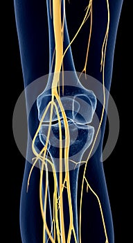 The knee nerves