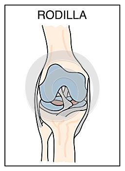 Knee scheme, colored drawing, on uj white background