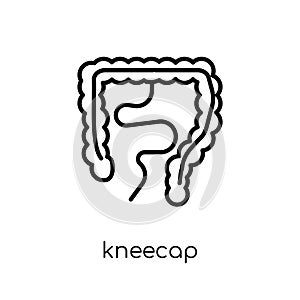 Kneecap icon. Trendy modern flat linear vector Kneecap icon on w