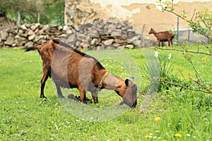 Kneeing brown goat photo
