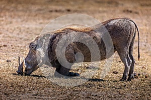 Kneeing warthog in the grasslands. of the Arusha National Park