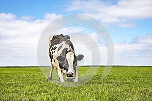 Kneeling cow or rising up cow,  knees in the grass, black and white frisian holstein in a pasture with a faraway straight horizon