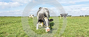 Kneeling cow or rising up cow,  knees in the grass, black and white frisian holstein in a pasture under a blue sky and a straight