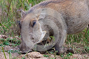 Kneeling and eating grazing warthog Phacochoerus