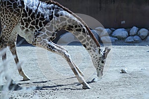 Kneeling Giraffe photo