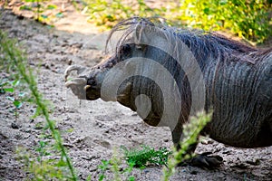 Kneeling warthog Phacochoerus africanus