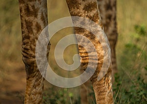 Knees of a Giraffe at the woodland of the Hluhluwe iMfolozi Park