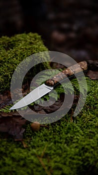 A knife in a wooded setting