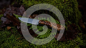 A knife in a wooded setting