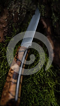 A knife in a wooded setting