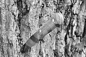 Knife with a wooden handle