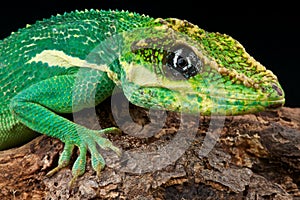 Knight anole