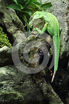 Knight anole