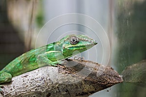 Knight anole