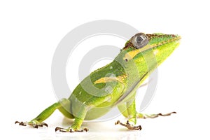 Knight Anole