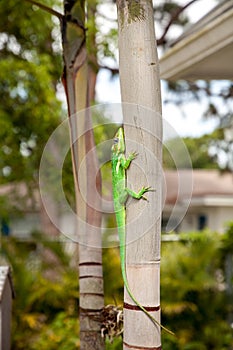 Knight anole Anolis equestris lizard perches on a tree