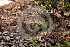 Knight anole Anolis equestris lizard perches on a tree