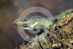 Knight anole Green lizard