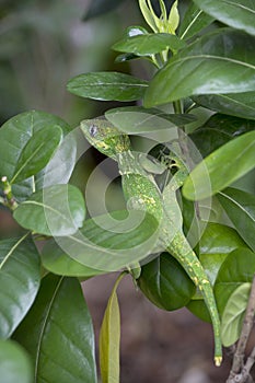 Knight Anole in South Florida Among the Leaves of a Tahitian Gardenia