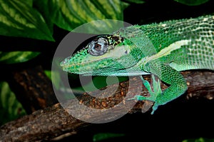 Knight Anole In the terrarium