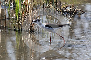 Knight of Italy Himantopus himantopus