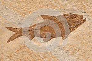 Knightia Herring Fossil