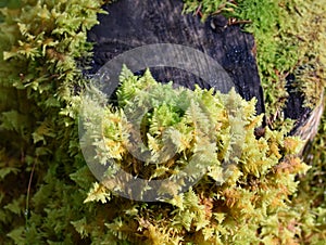 Knights plume moss Ptilium crista-castrensis on stump photo