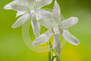 Knikkende vogelmelk, Drooping Star-of-Bethlehem, Ornithogalum nu