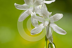 Knikkende vogelmelk, Drooping Star-of-Bethlehem, Ornithogalum nu