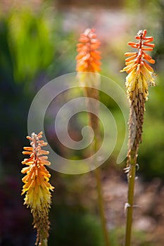 Kniphofia