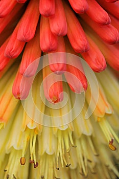 Kniphofia close up