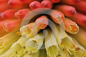Kniphofia close up