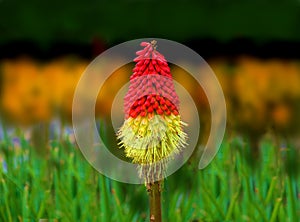Kniphofia Flower red hot poker, torch lily, poker plant photo