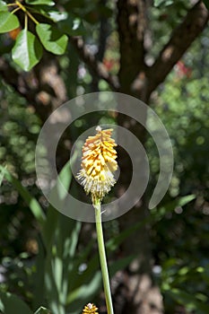 Kniphofia flower. villatic holiday season, suburban. water for flower of knofofiya flowerbed. watering summer garden. spring.