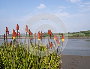 Kniphofia in flower by waterside aka tritoma, red hot poker, torch lily, knofflers or poker plant